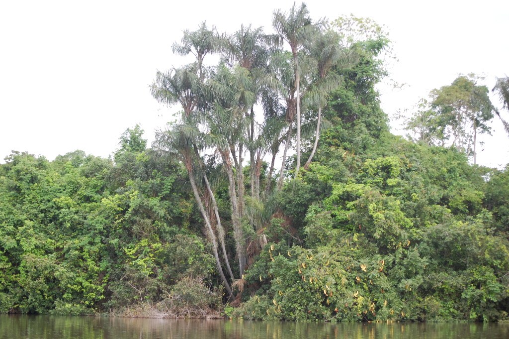 Palmeira de Tucum, presente ao longo da bacia do Xingu e matéria-prima fundamental para o artesanato Parakanã.